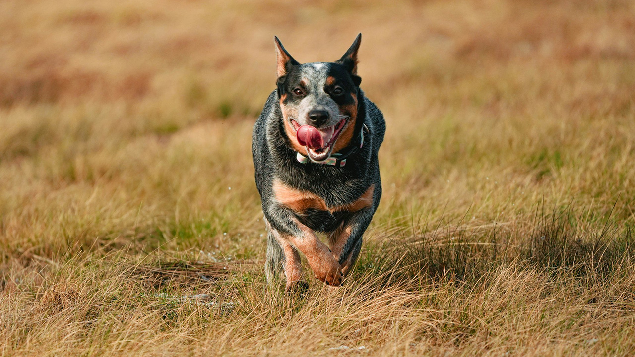 20 dog breeds that still act like real farm and land dogs