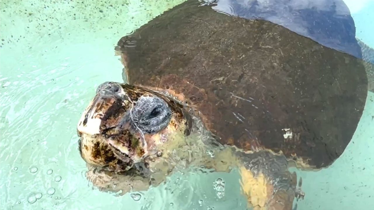 Loggerhead sea turtle with 3 flippers swims free on Florida beach after ...