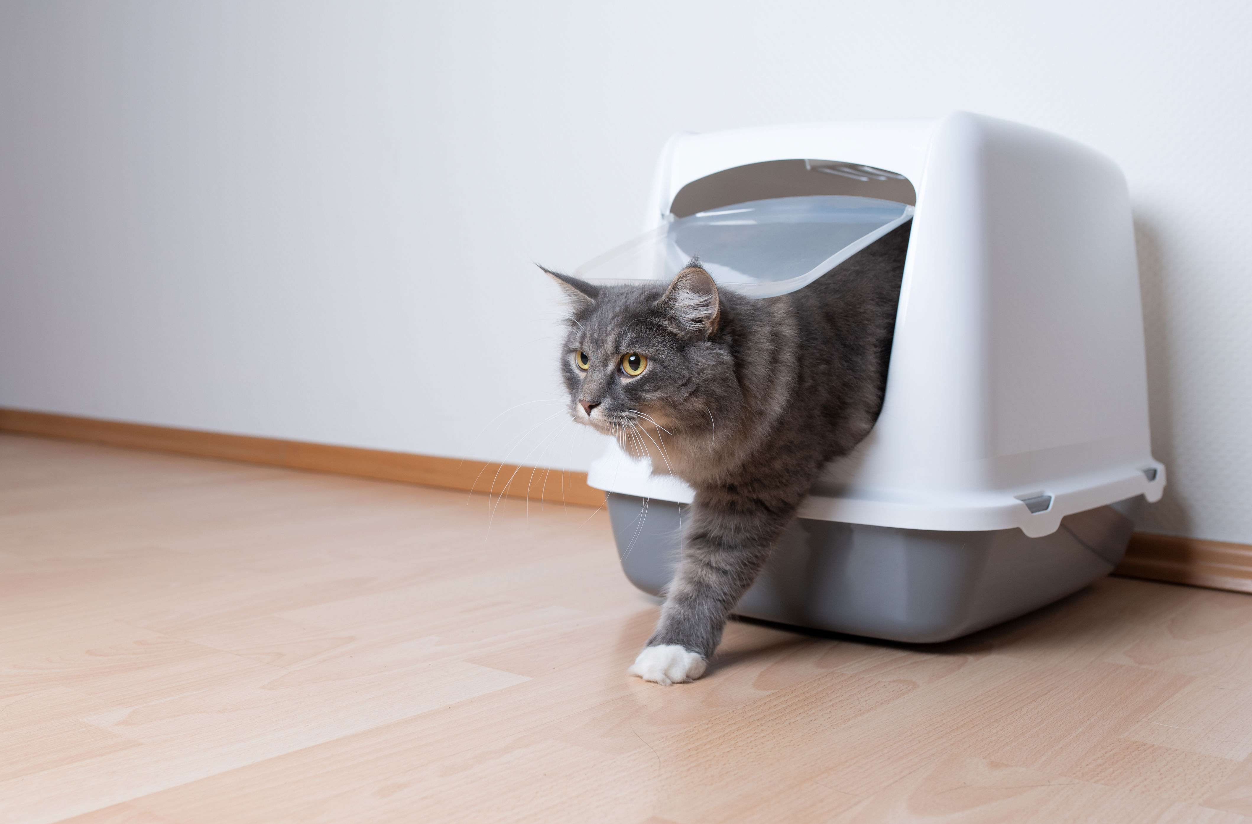 Cat attempts to use litter tray—nobody prepared for what happens next