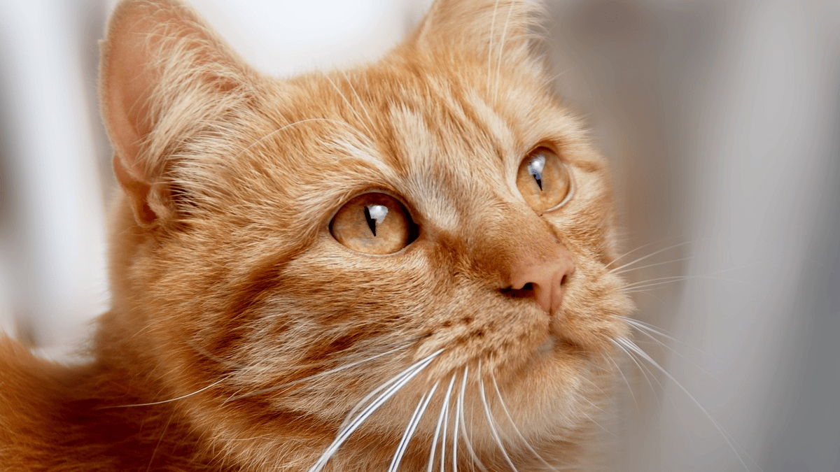 Your pampered cat acts like a baby because it really is a baby (it has ...