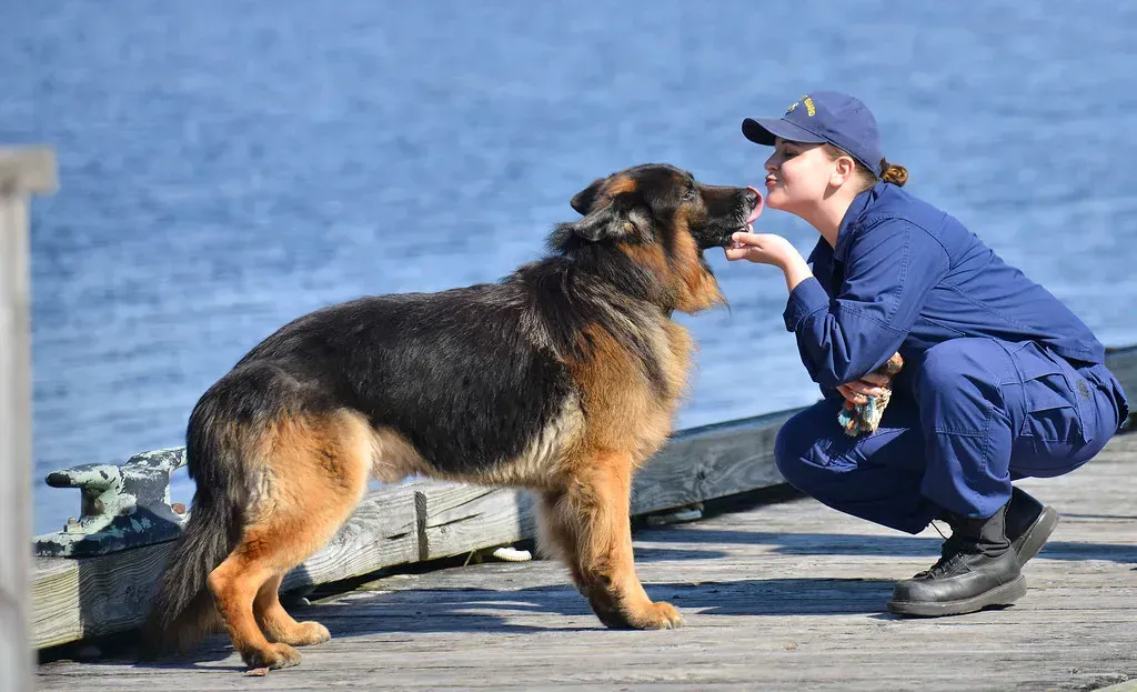 Keeping Your Best Friend Safe (Image Credits: Flickr)