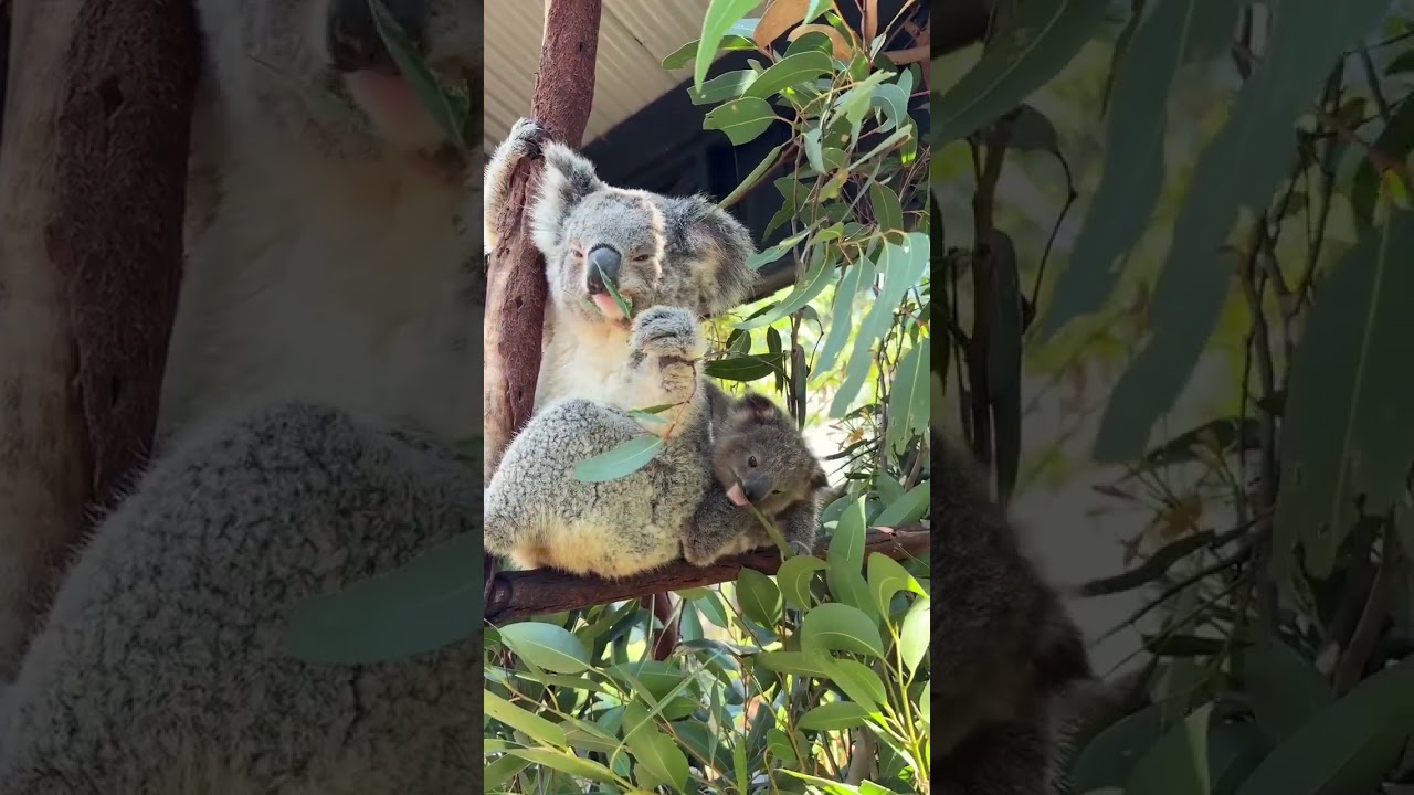 This koala's lunchtime with mum is pure, unfiltered sweetness