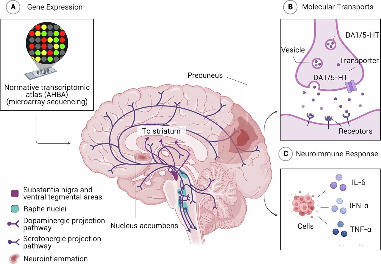 Procrastination in adulthood linked to brain development during adolescence