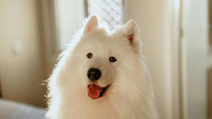 Why you should be regularly inspecting your dog's coat