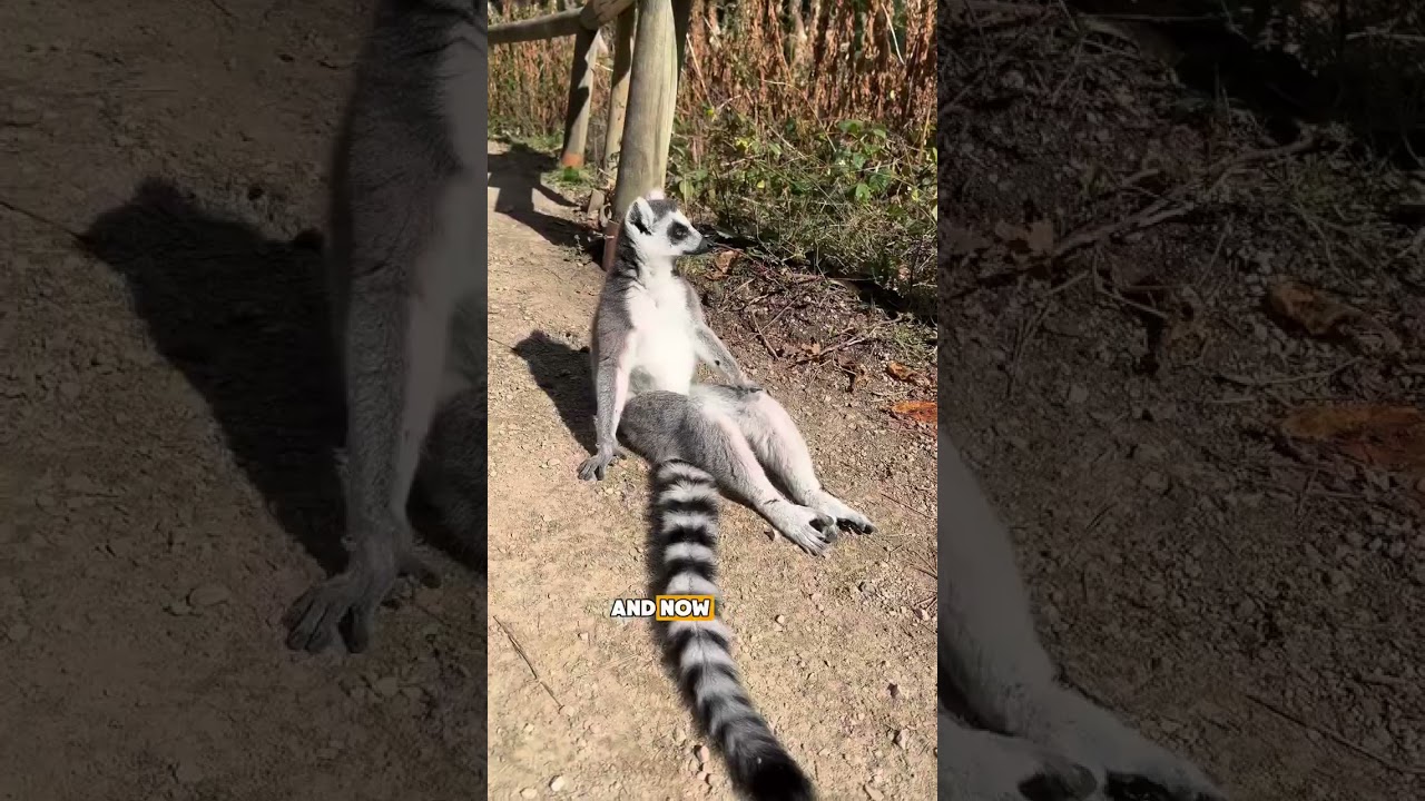 Ring-tailed lemur lives a full day of snacks and sunbathing