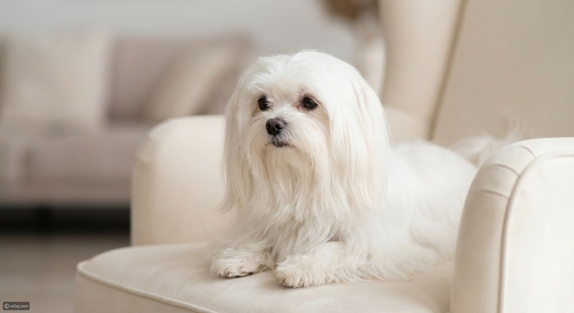 10 low-maintenance dog breeds for busy people