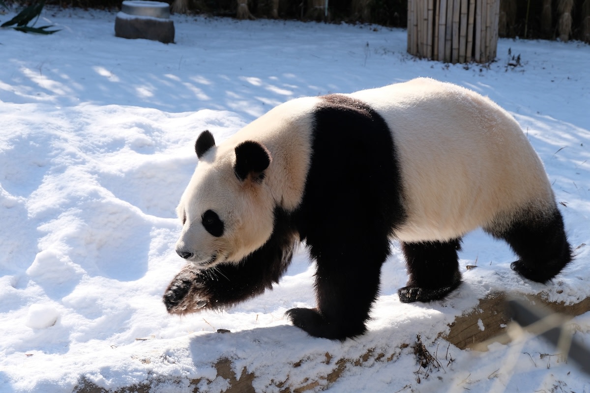 Pandas Bao Li and Qing Bao happily play in the snow at the National Zoo
