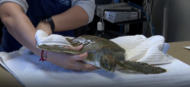 Cold-stressed sea turtles washing ashore along Volusia County coast