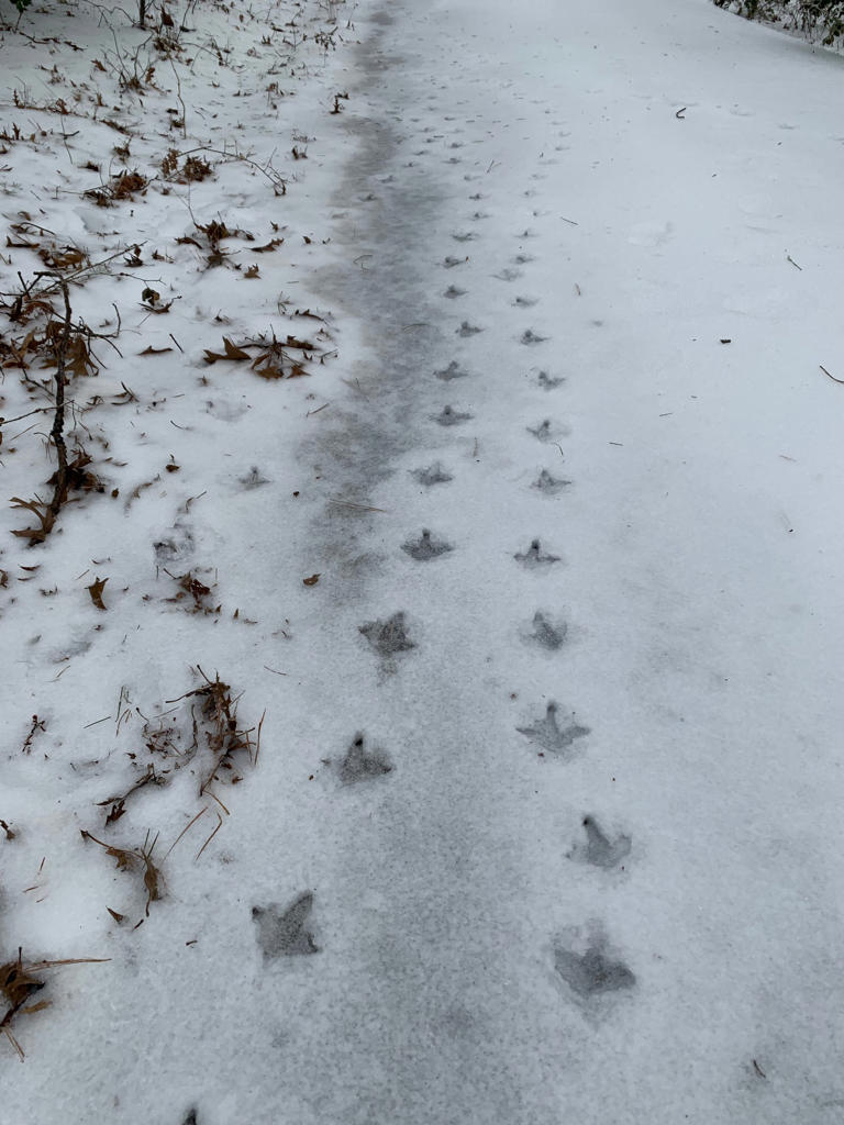 Closings and delays in Central Virginia