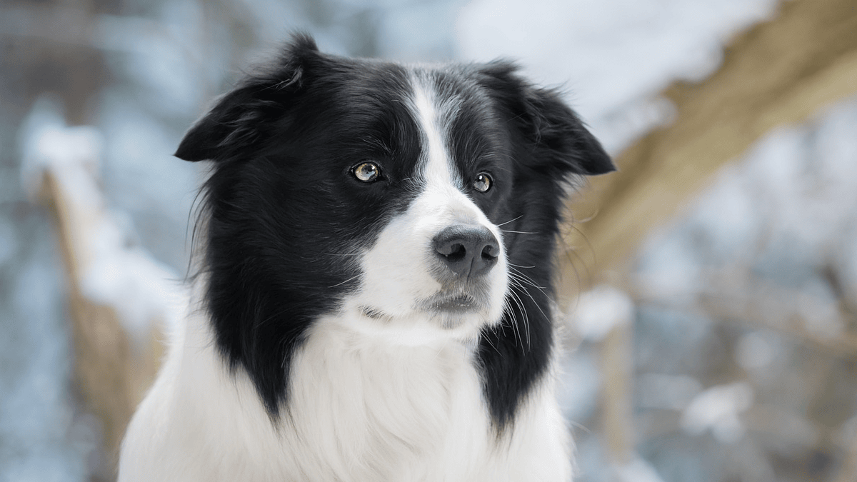 How high is the IQ of dogs, according to experts