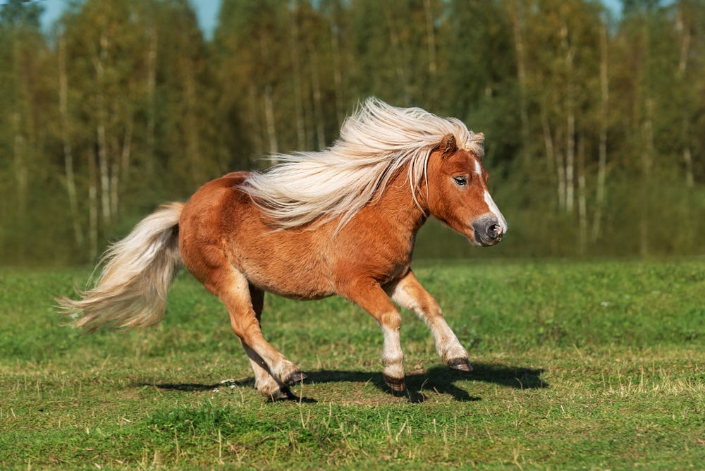 New research: Horses can detect human anxiety through sweat