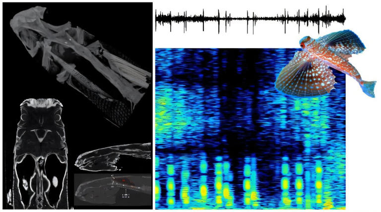 Flying gurnard grunts and flares fins to communicate, camera study confirms