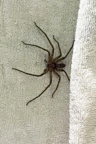 Robert Irwin's Spider Robert Irwin/Instagram