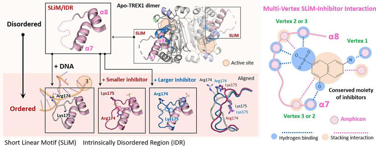 Beyond the active site: A new way to regulate immune enzyme TREX1