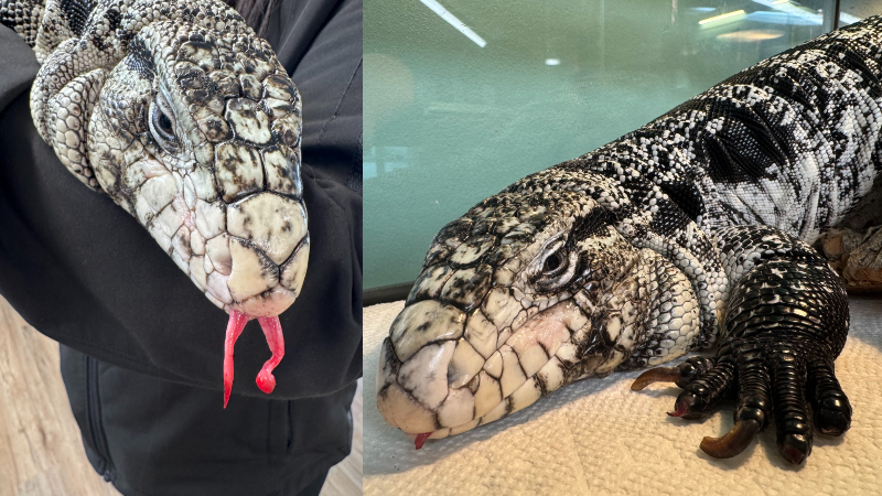 Photos: Man shoveling driveway finds exotic lizard buried under snow