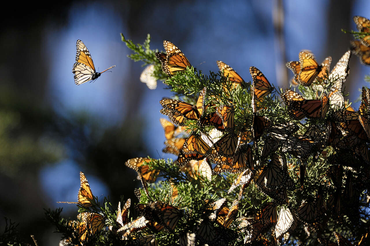 A 50-year countdown for California's favorite butterfly