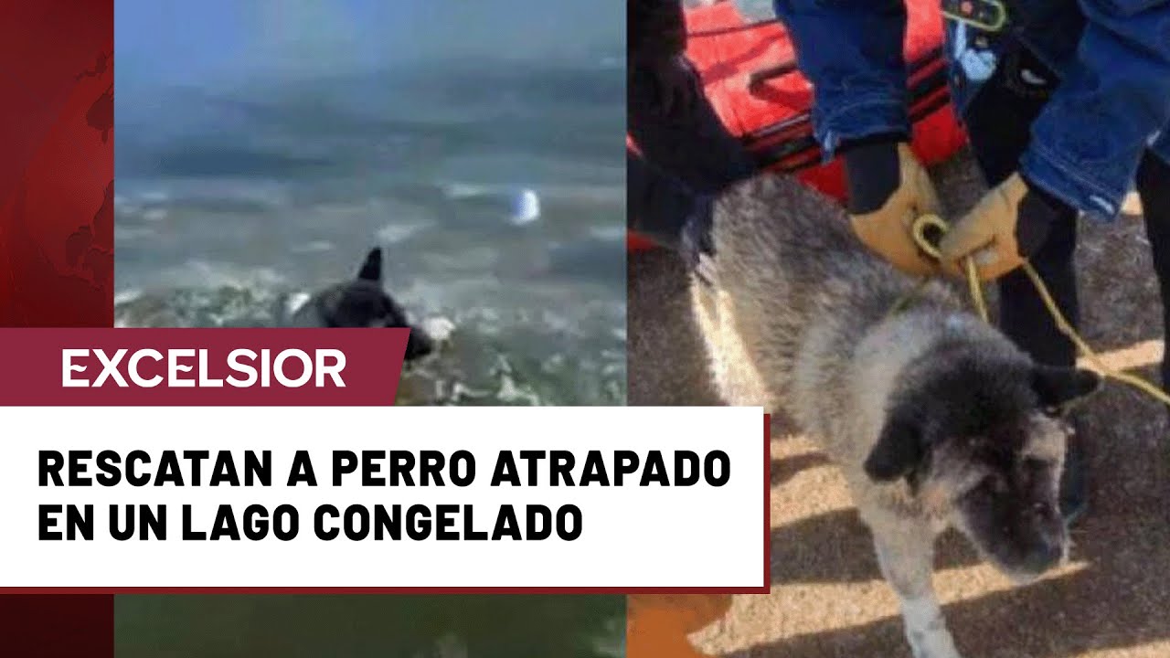 Bomberos rescatan a perro atrapado en un lago congelado en Saint Louis