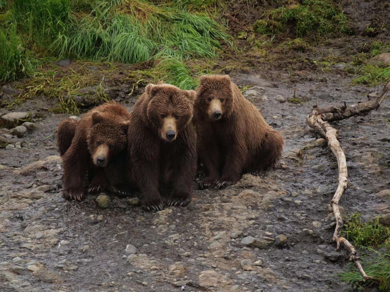 AI enables a who's who of brown bears in Alaska