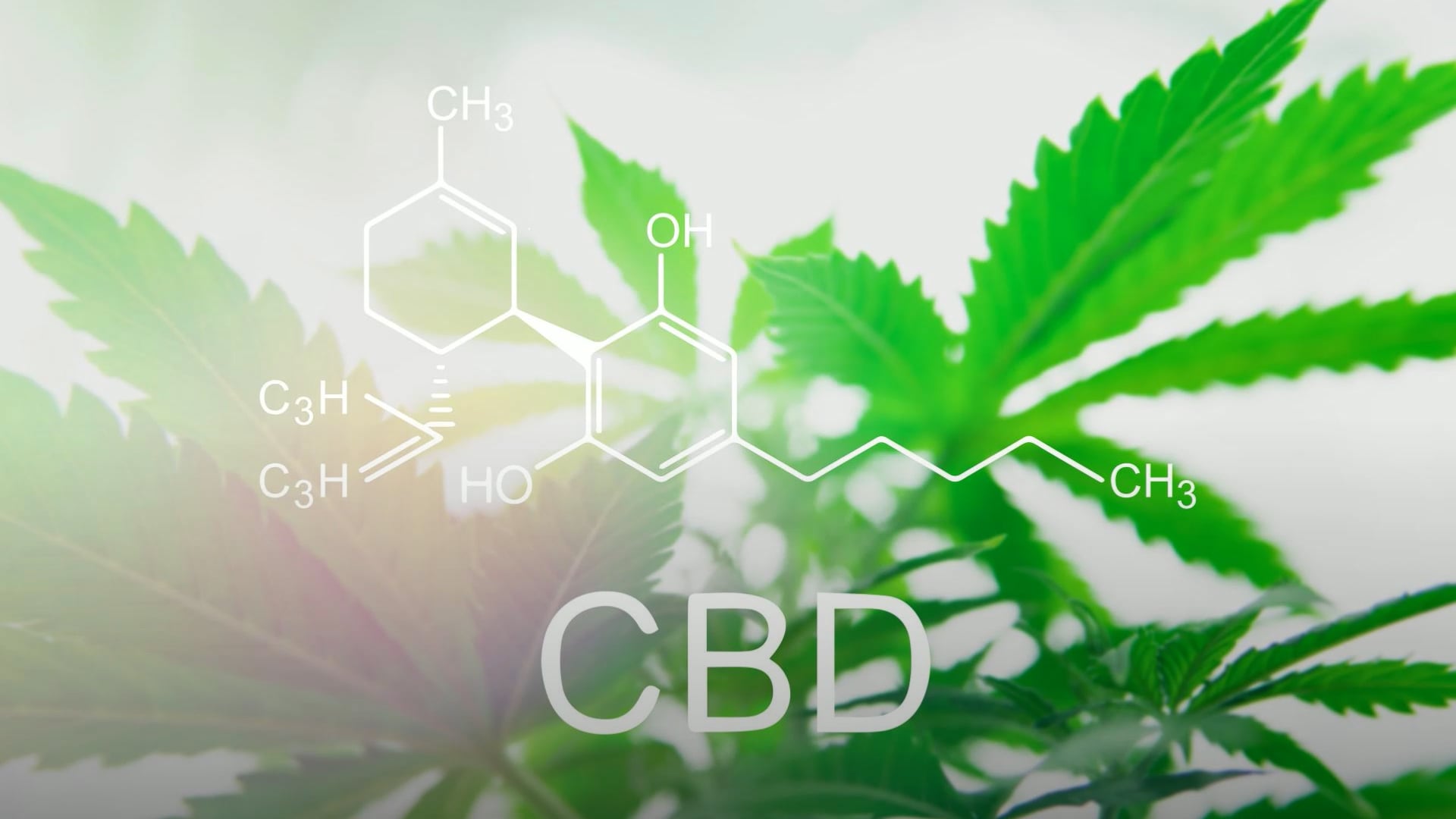 Quais os benefícios do canabidiol (CBD)?
