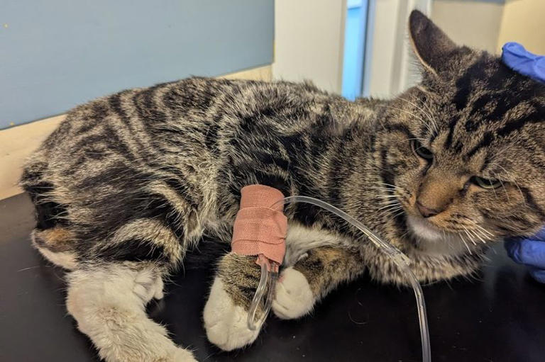 Cat left in agony after falling from flat window as cruel owners fail ...