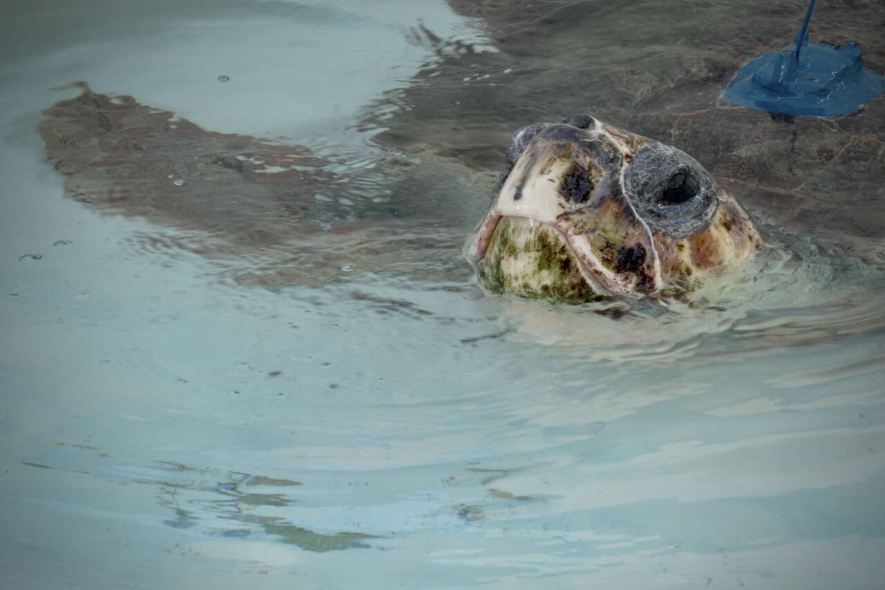 100 cold-stunned sea turtles returned into the Gulf at Galveston