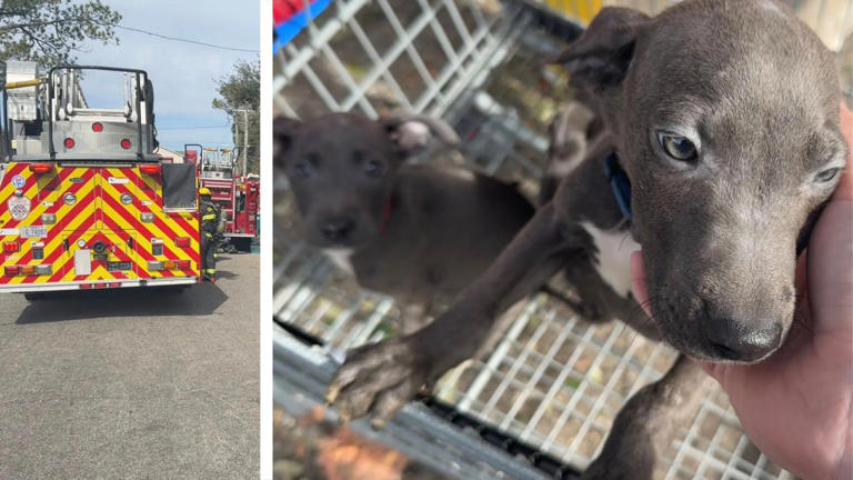 5 puppies rescued from Gulfport house fire