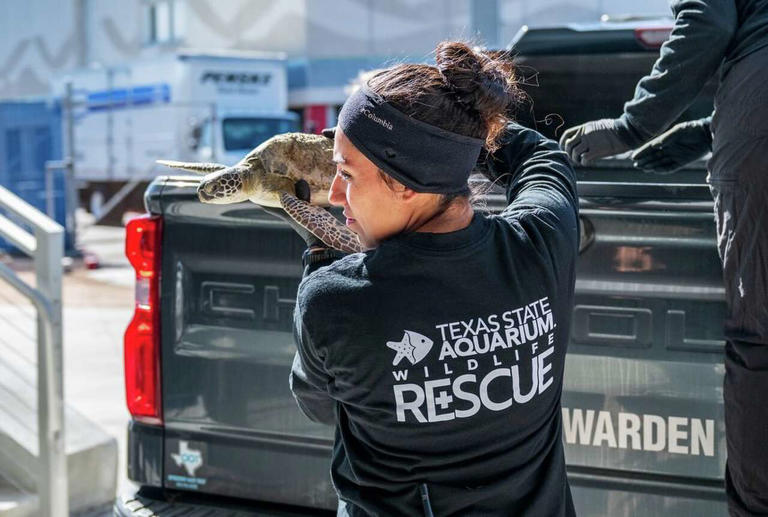Cold snap on Texas coast spurs massive rescue of cold-stunned sea turtles