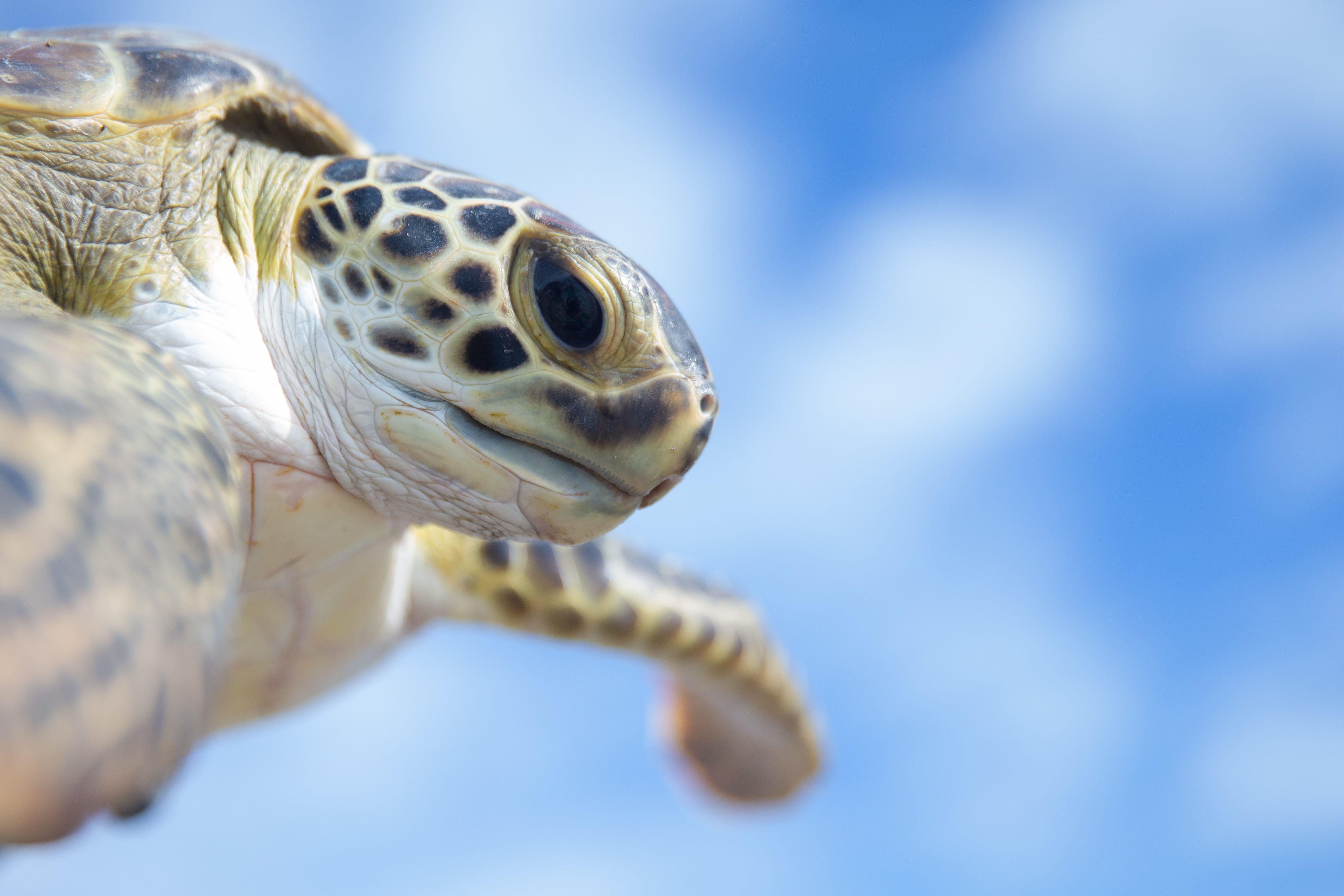 US Senate approves funding for sea turtle rescue through 2030