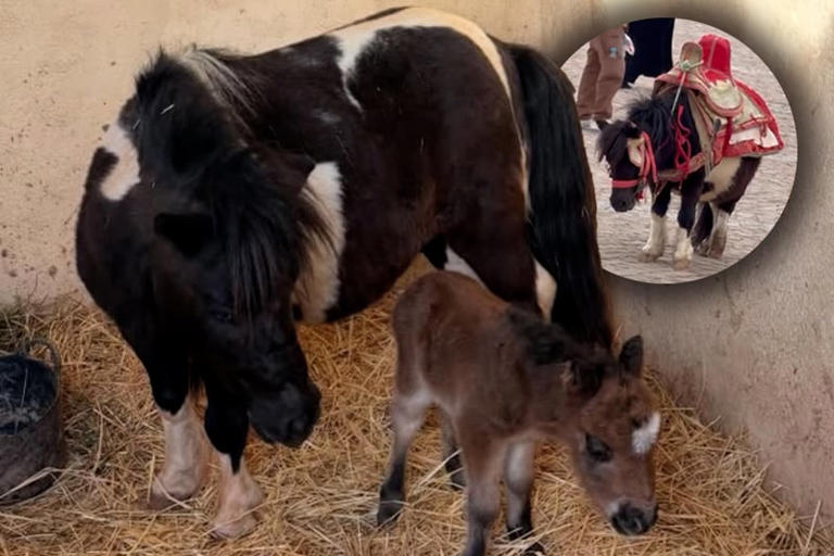 Viral video leads to rescue of pony used for tourist photos in Meknes