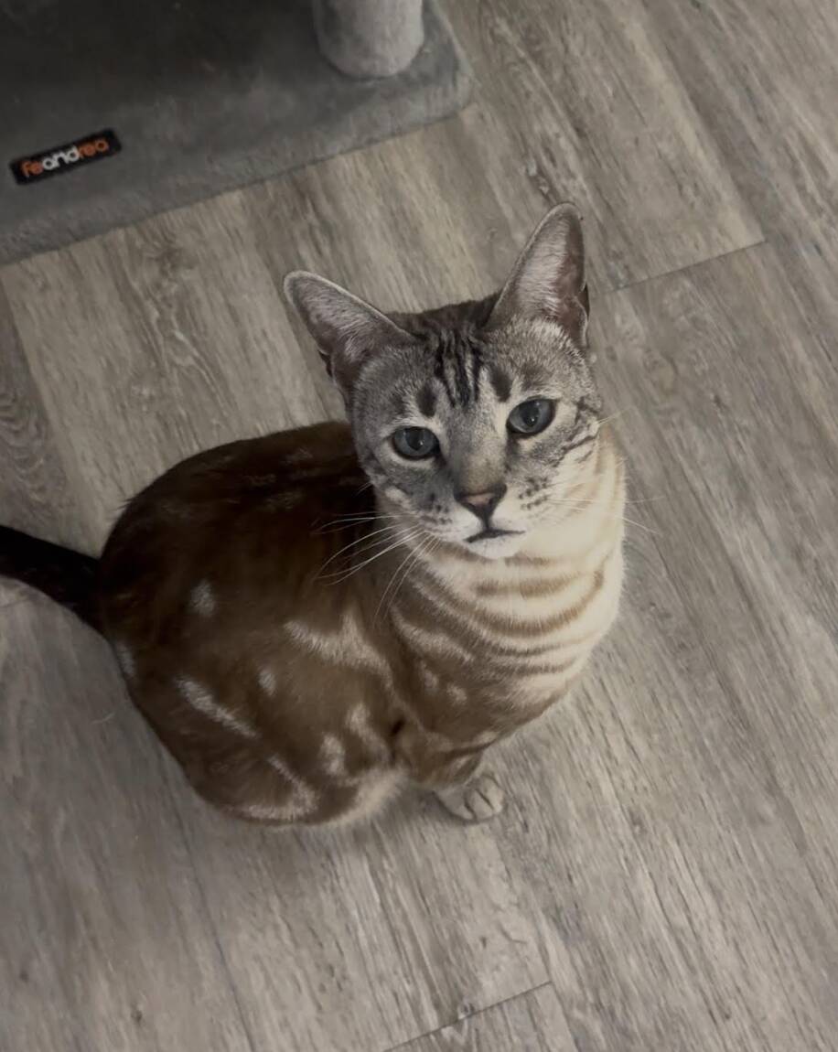 Woman realizes her cat has been mispronouncing 'meow' the whole time