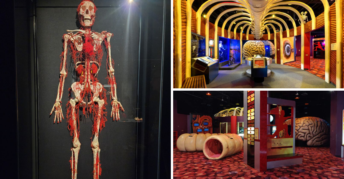This Underrated Texas Museum Let’s You Explore Human Body