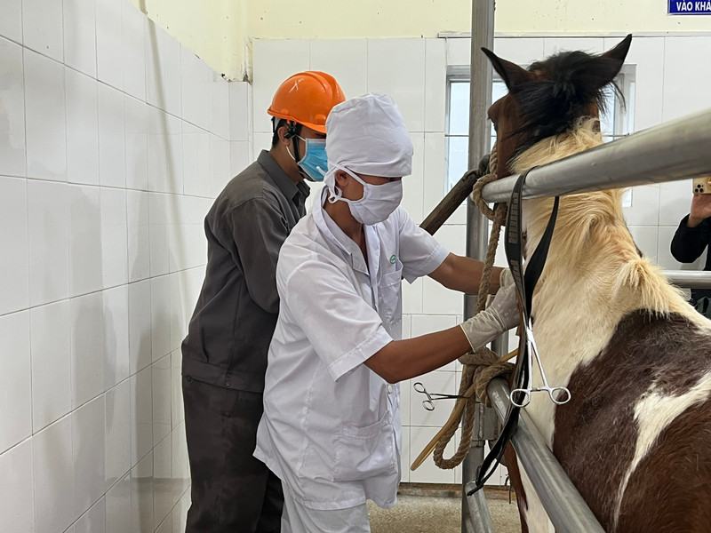 Trại 'nuôi ngựa cứu người' và liều thuốc sinh tử