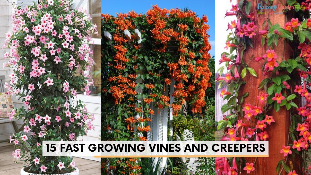 Transform walls quickly with 15 beautiful flowering vines