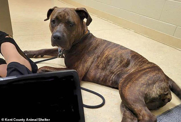Woman distraught over missing dog gets surprise call a year later from ...