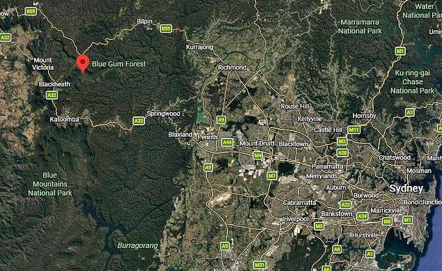 Blue Gum Forest is located deep in the Blue Mountains, west of Sydney