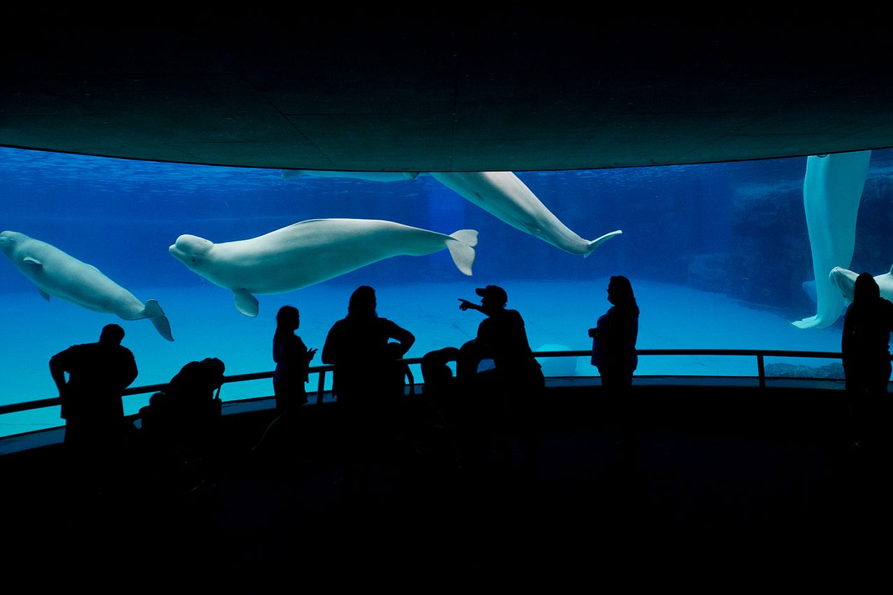 Beluga whales is seen through the glass of Marineland's underwater viewing area in Arctic Cove