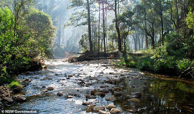 The teenager's body was found in a creek in Blue Gum Forest in the Blue Mountains