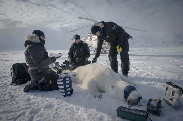 scientists-surprised-to-see-some-polar-bears-getting-fatter-and