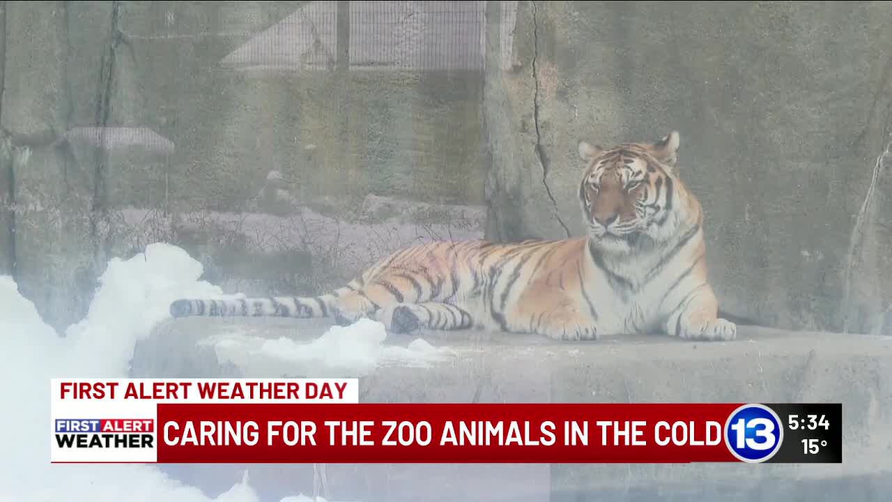 Toledo Zoo closes for 13 days due to cold weather, zookeepers still ...