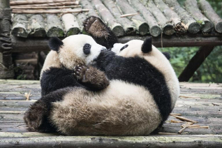 ¡Lo lograron! Declaran a los pandas gigantes fuera de peligro de extinción