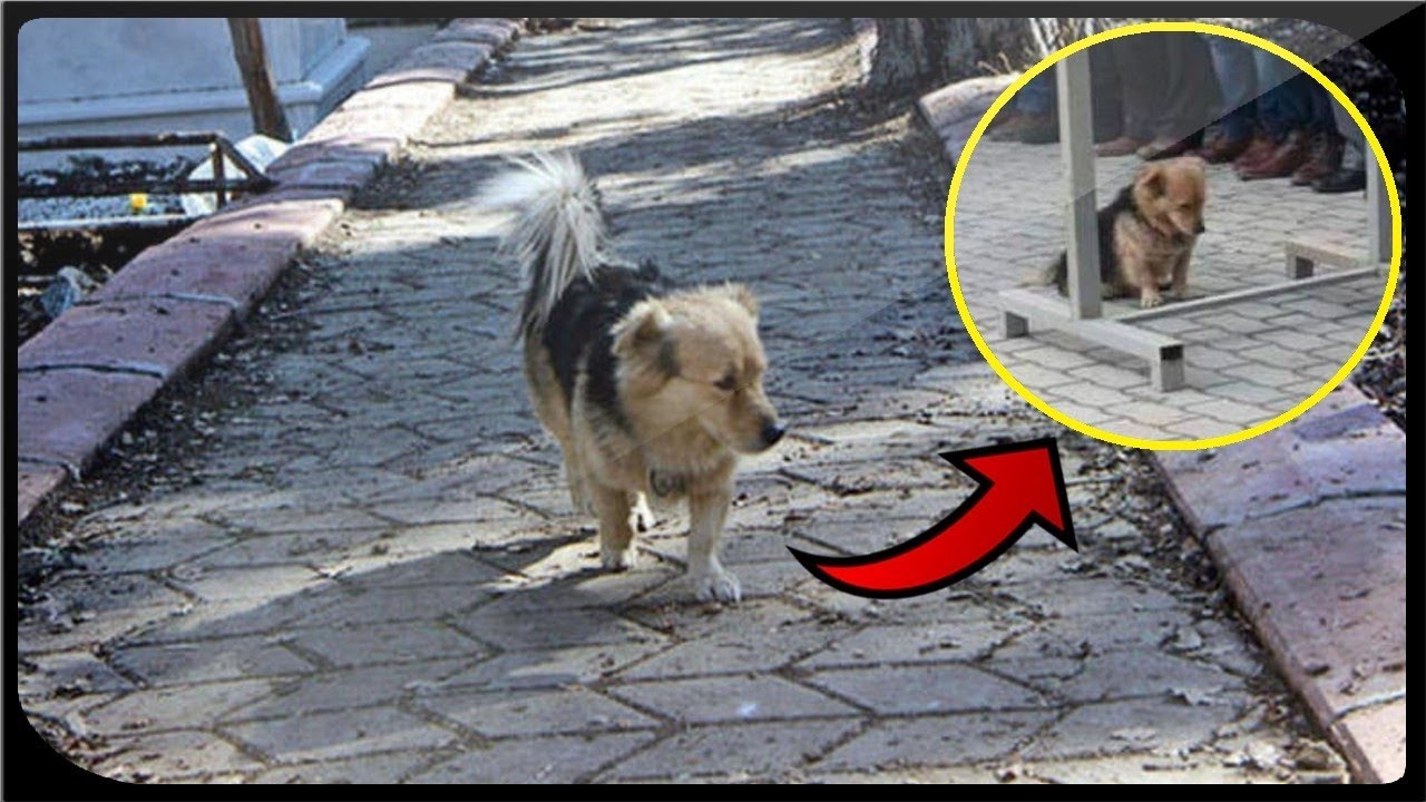 Dog’s daily escapes revealed as owner secretly follows him
