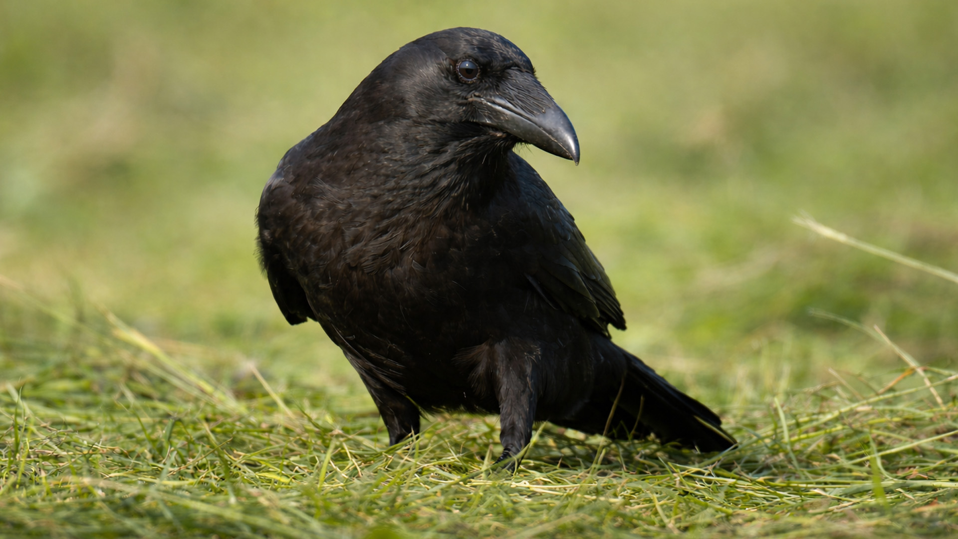 Caught this raven feeding on a dead rabbit