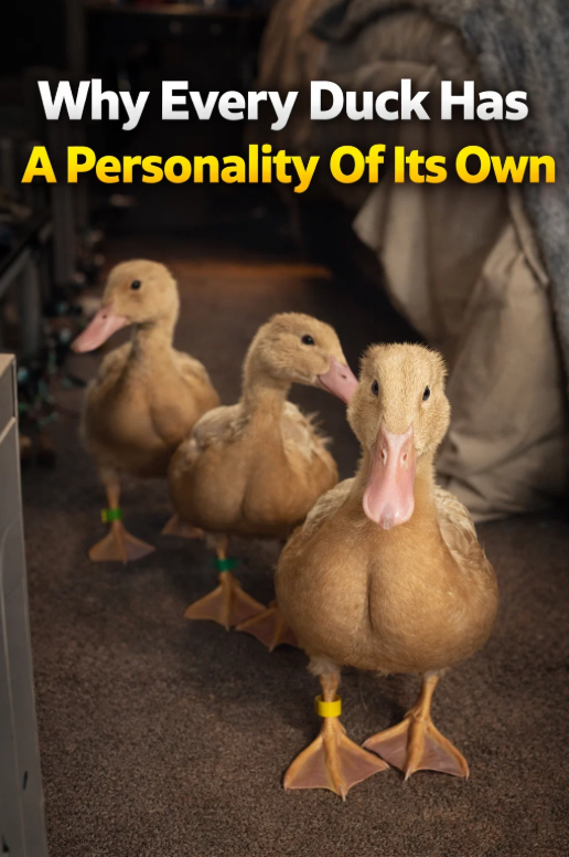 Why every duck has a personality of its own