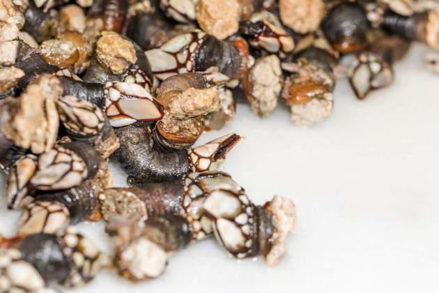 Cómo cocer y pelar percebes de forma fácil