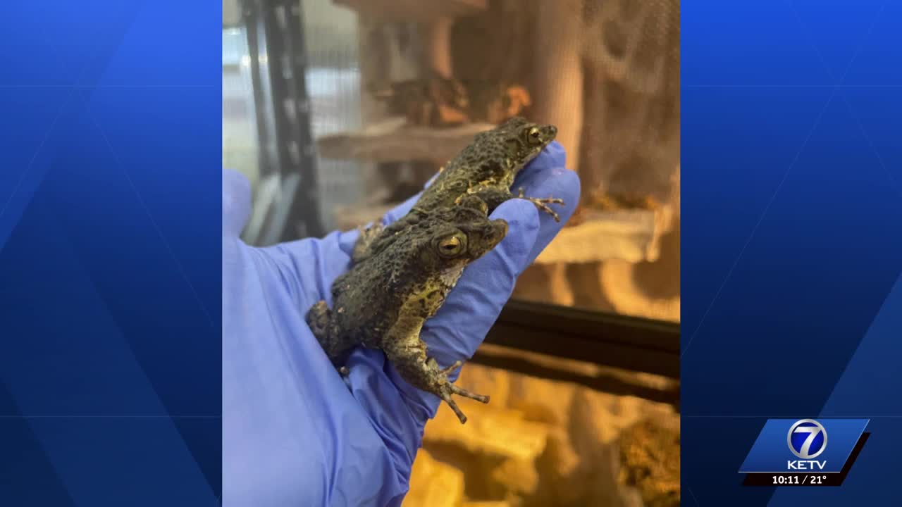 Omaha Henry Doorly Zoo works to save Puerto Rican crested toads