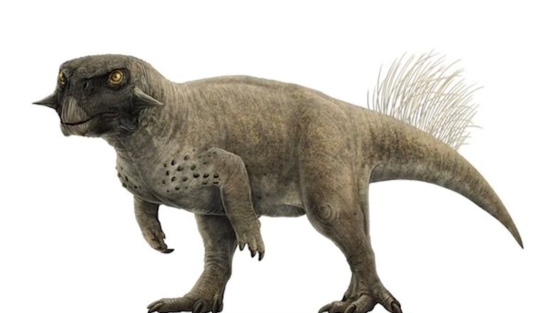 Micropachycephalosaurus and the 