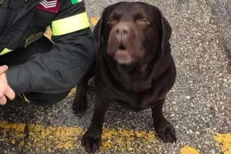 Addio a Rocky, il cane eroe dei Vigili del Fuoco che ha salvato vite ...