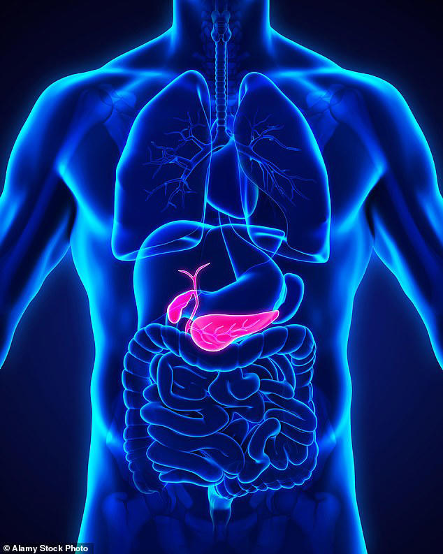 The pancreas aids digestion and produces hormones