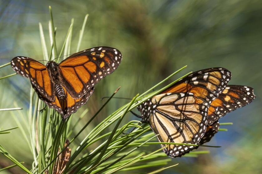 West Coast monarch butterfly populations hit historic low. This may be ...