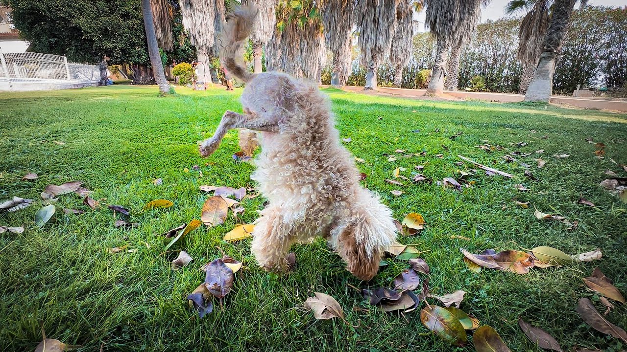 Inside the remarkable recovery of a dog who had to learn to walk twice
